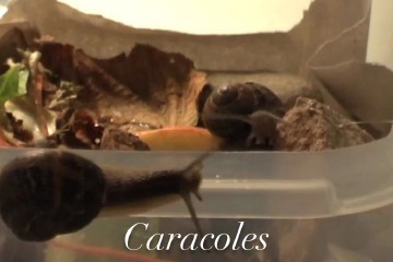 Caracoles